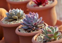 多肉长太高歪倒怎么办？