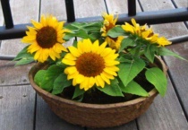 矮向日葵是一次性的吗？