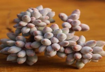 营养土可以种多肉吗？