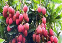 龙眼蜜和荔枝蜜哪个贵 附二者对比