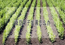 蚕豆叶子发黄怎么办？