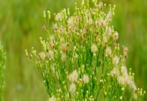 飞蓬与小蓬草有什么不同 附小蓬草形态特征