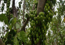 金刚菩提树结果需要几年 附金刚菩提树简介