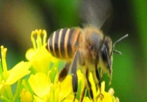 怎样才能找到野生蜜蜂窝 具体方法有哪些？