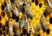 野外收蜂绝招及注意事项 具体怎样操作