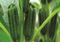 芝麻苗可以移栽吗？