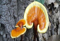 灵芝出芝后管理技术 附灵芝的栽培多久？