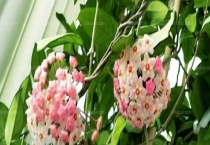 球兰有毒吗 放在哪里养比较好 附室内养殖注意事项