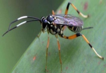 寄生蜂是怎么寄生的 寄生蜂的大部分种类都是益虫