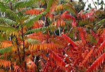 红叶臭椿能吃吗？