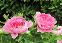 北京牡丹花什么时候开