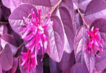 红花檵木盆景制作与养护 红花继木的繁殖多久？