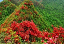 映山红下山桩耐寒吗？