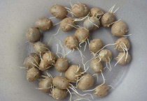 山药豆发芽了怎么种植