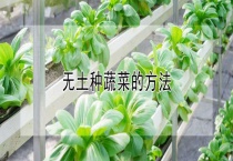 无土种蔬菜的多久？