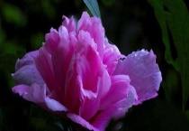 小木槿枝干变黑怎么办？