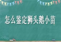 怎么鉴定狮头鹅小苗