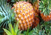 凤梨和菠萝有什么区别？ 外形上区别？不大但价格不同