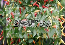 盆栽辣椒蔫了怎么办？