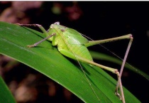 纺织娘是什么昆虫