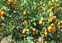 金桔寓意是什么意思