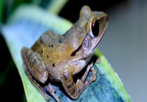 青蛙的过冬方式 青蛙有什么习性