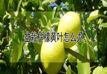 盆栽柠檬黄叶怎么办？