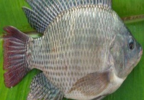 罗非鱼怎么钓上鱼快？附罗非鱼的生活习性