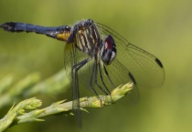 蜻蜓是不是昆虫 是益虫吗？