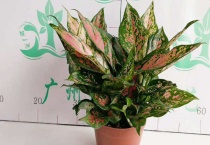 吉利红和如意皇后的区别？