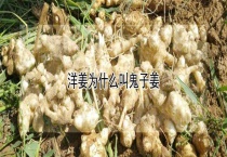 洋姜为什么叫鬼子姜