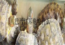 巴西红耳龟吃什么？