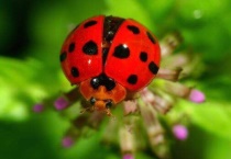 十四星瓢虫是益虫吗？