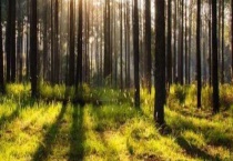 盐碱地适合种植哪些树木？千万不要搞错