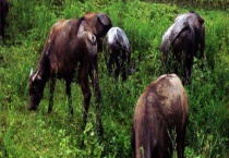 牛反刍的过程 为什么会反刍