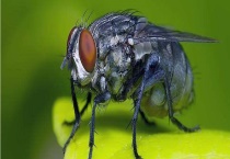 苍蝇寿命多长时间 有哪些活动习性