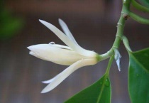 白兰花冻伤了怎么办？