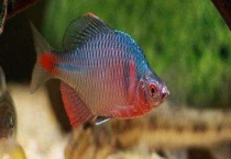 没有河蚌鳑鲏怎么繁殖 河蚌怎么养出珍珠