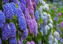 绣球花的养殖作用 绣球花养殖的注意事项