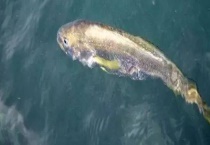 黄鱼和黄花鱼有什么不同 从大小、外形、生活环境上来区分