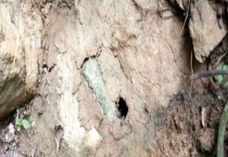 诱蜂洞挖在什么地方好 详细如下