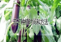 茄子种植时间和多久？