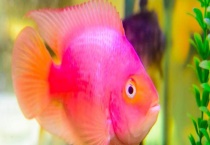 鹦鹉鱼吃什么食物？怎么养比较好