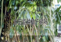 水田能种柚子树吗？