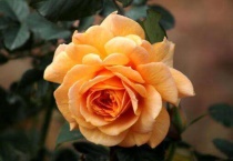 月季花花语及寓意