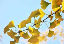 银杏是裸子植物还是被子植物