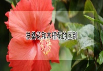扶桑花和木槿花的区别？
