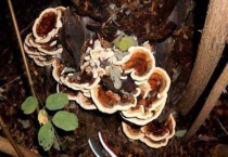 槐耳是什么植物