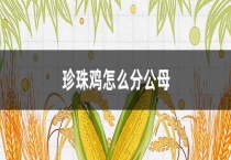 珍珠鸡怎么分公母