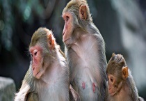 猴子的品种有哪些 都有哪些特点